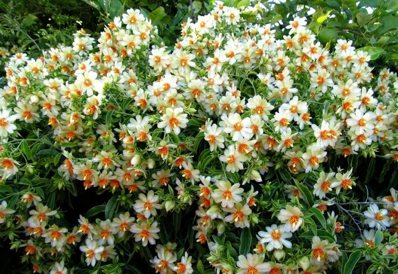 Pereskia aculeata Seeds – 10 Barbados Gooseberry Rose Cactus Seeds, Rare Climbing Cactus for Indoor or Outdoor Gardens