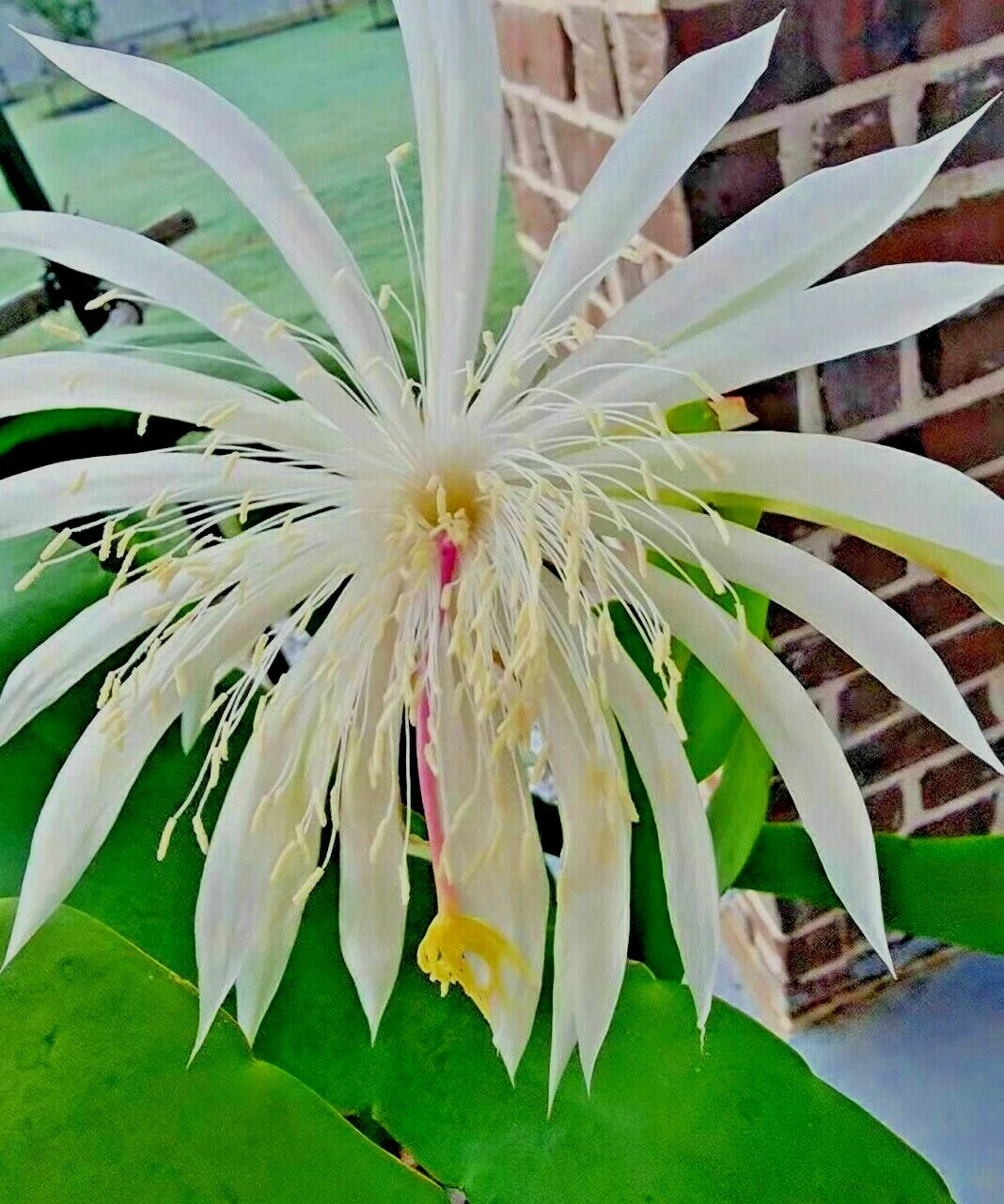 Night Blooming Cereus Cuttings – 6 Unrooted White Bloom Cactus Stems for Propagation, Epiphyllum oxypetalum