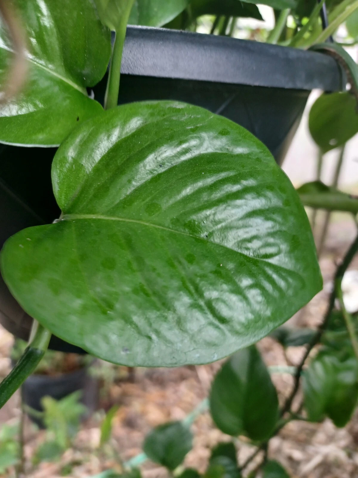 Jade Pothos Leaf Node Cuttings – 5 Unrooted Epipremnum aureum Propagation Nodes for Indoor Houseplants