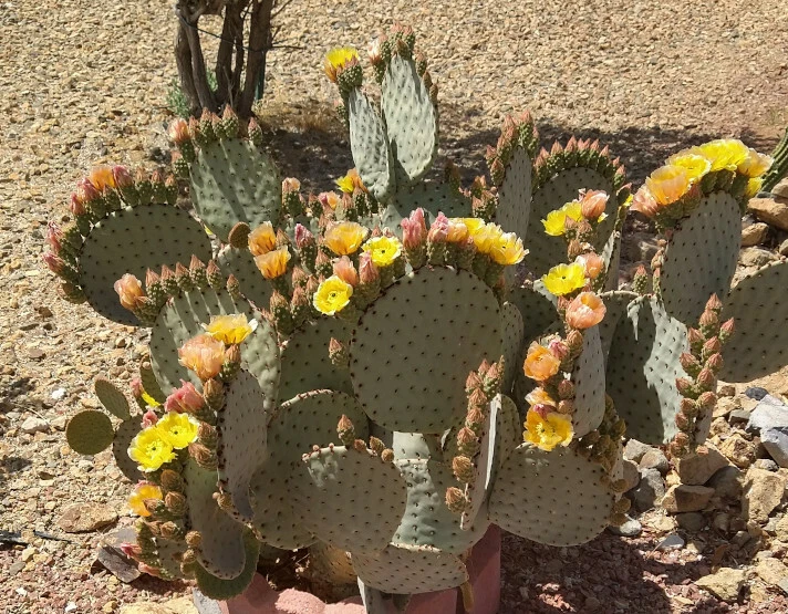 Opuntia rufida Clock Face Cactus Pad – Cold Hardy Prickly Pear Segment for Xeriscaping & Indoor Succulent Gardens