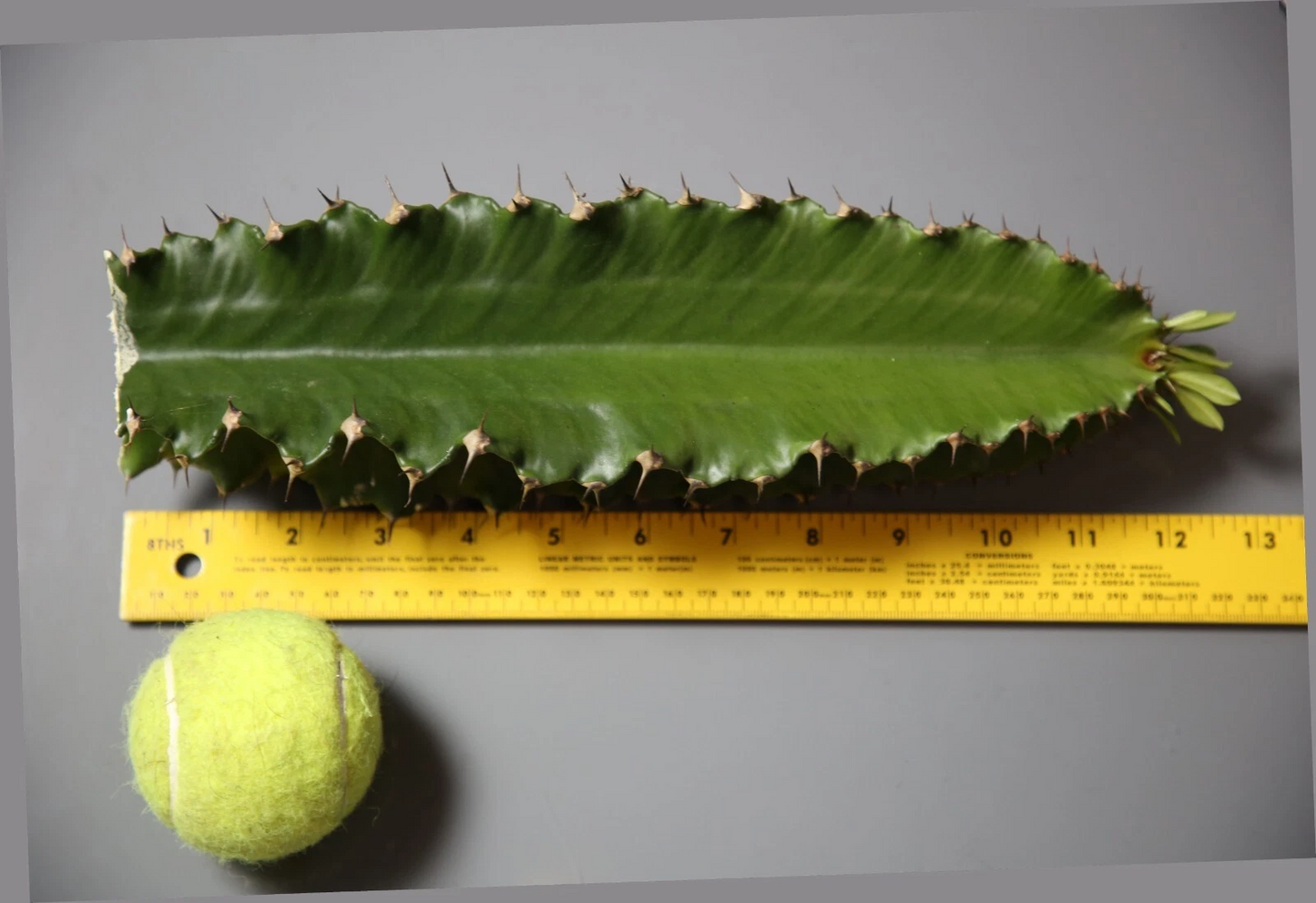 Euphorbia ingens Cutting – 1 ft Live Stem for Rooting – Candelabra Tree Succulent – Unrooted Succulent Stem for Propagation
