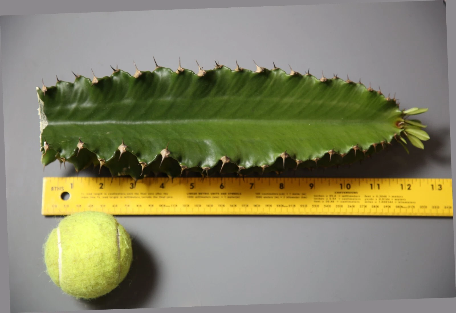 Euphorbia ingens Cutting – 1 ft Live Stem for Rooting – Candelabra Tree Succulent – Unrooted Succulent Stem for Propagation