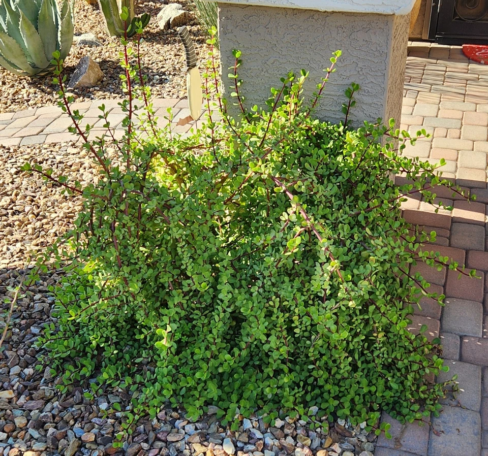 Portulacaria afra Mammoth Cuttings – 5 Elephant Bush Succulent Stems for Rooting, Live Starter Plant Lot, Drought-Tolerant Indoor & Outdoor