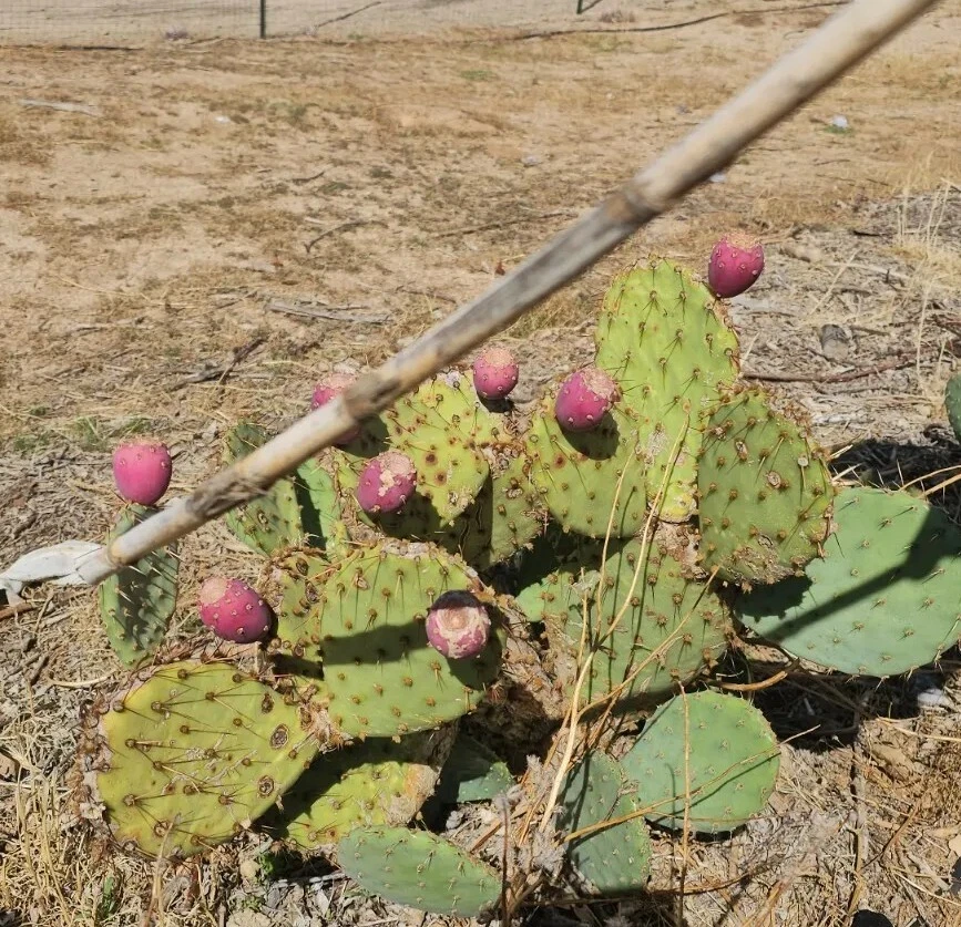 Desert Prickly Pear Cactus Pads – 2 Unrooted 4-7 Inch Opuntia Phaeacantha for Xeriscape & Cold Hardy Gardens