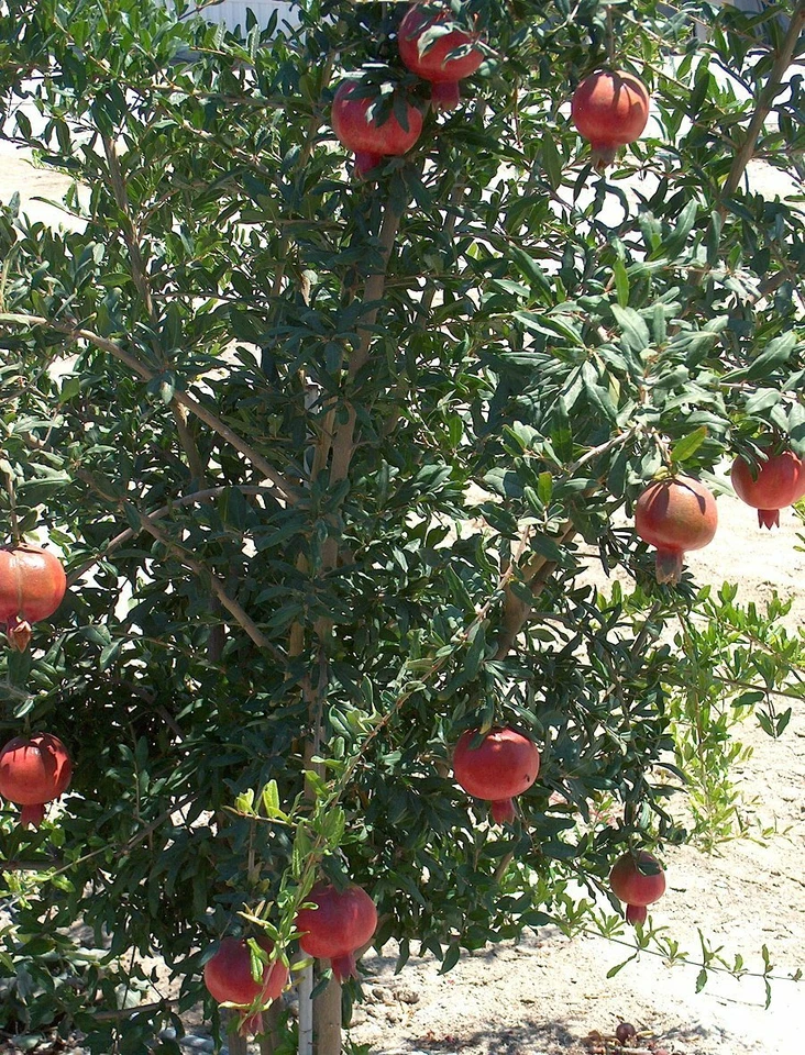 Wonderful Pomegranate Cuttings – Lot of 4 Unrooted Punica Granatum ‘Wonderful’ Fruit Tree Propagation