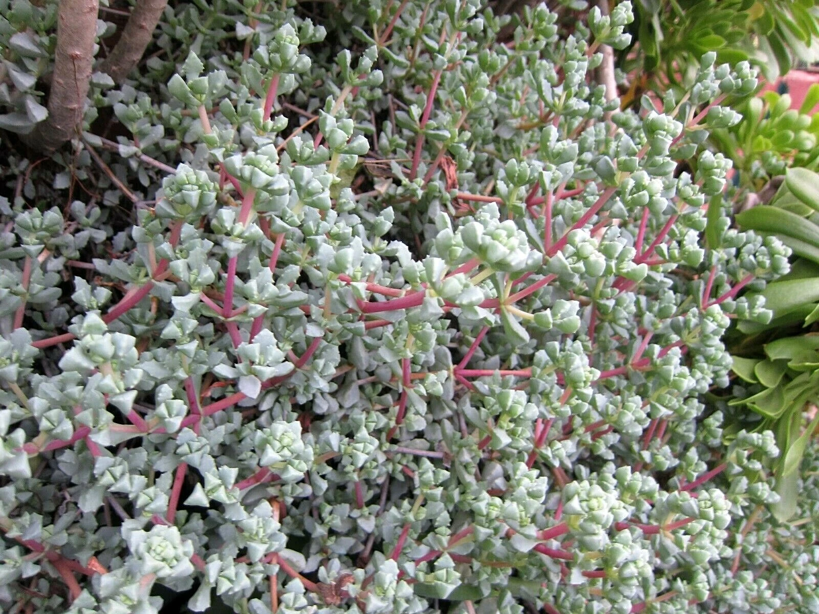 Unrooted Lampranthus deltoides Ice Plant Cuttings – Violet Succulent Groundcover Propagation, 8 Vygie Violet Cuttings