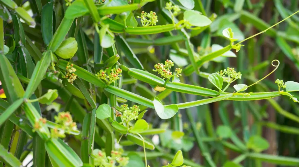 Cissus Quadrangularis Vine Cutting – 12 Inch Live Stem for Propagation, Veldt Grape Climber, Unrooted Stem Planting Material