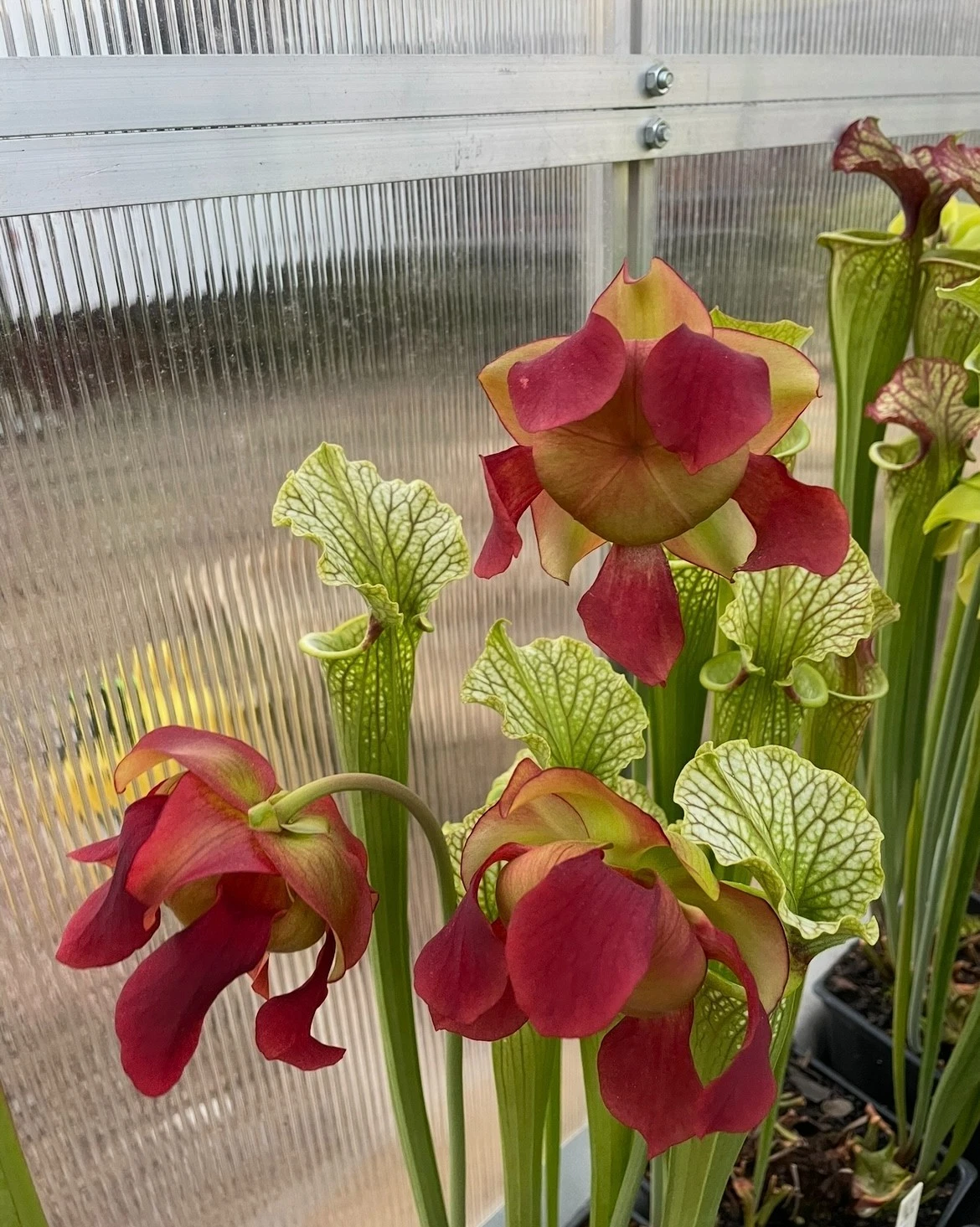 Sarracenia Red Velvet Medium Division Live Pitcher Plant – Ornamental Carnivorous Hybrid