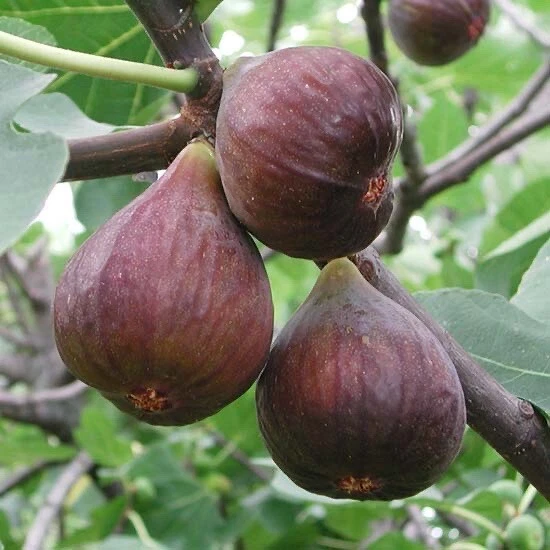 Fig Tree Cutting in Pot – 10-inch Ficus carica Live Plant, Rooted Starter Tree for Garden or Container Planting