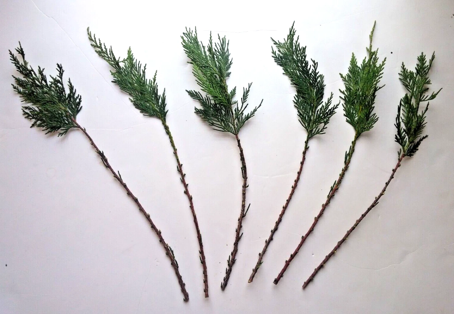 Leyland Cypress Cuttings – 15 Live Unrooted Evergreen Conifer Propagation Material – Cuprocyparis leylandii