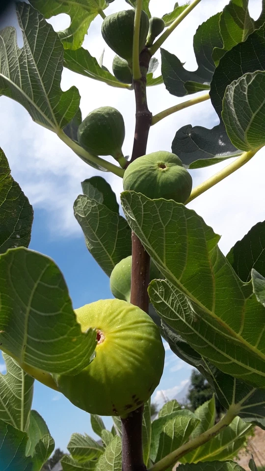 LSU Gold Giant Fig Cuttings – 3 Unrooted Ficus Carica Stem Propagation for Garden or Container Planting