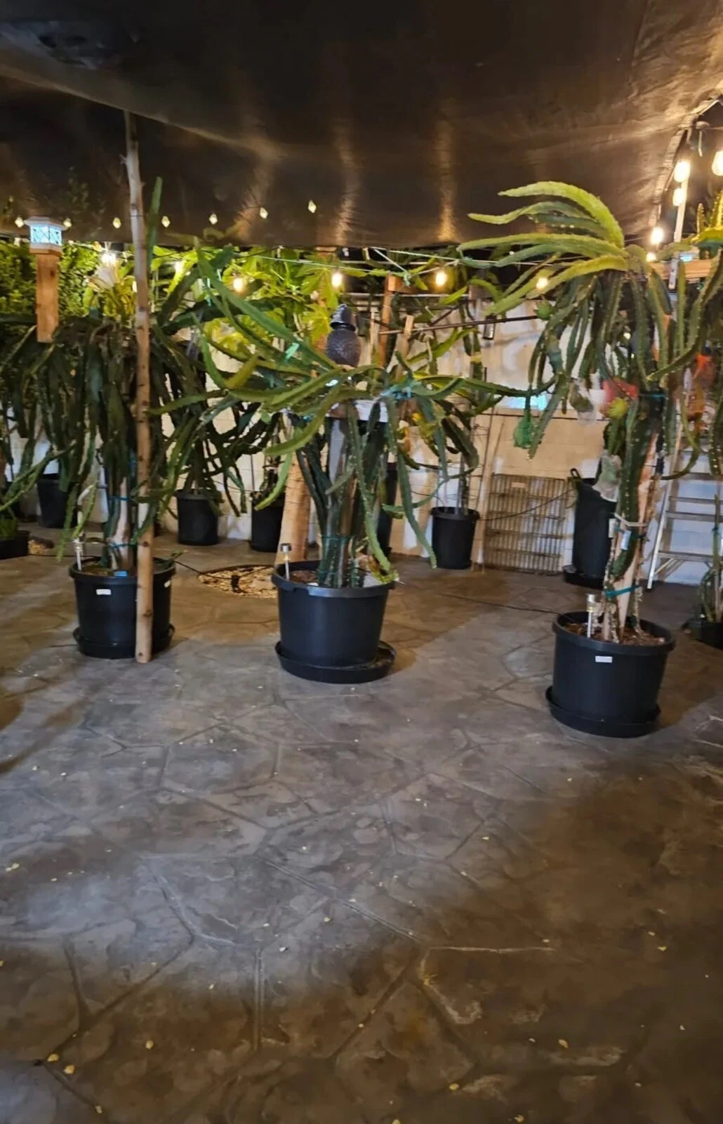 Organic Dragon Fruit Cuttings – 10 Unrooted Stems, 8-14 Inches, Selenicereus spp. Climbing Cactus for Propagation