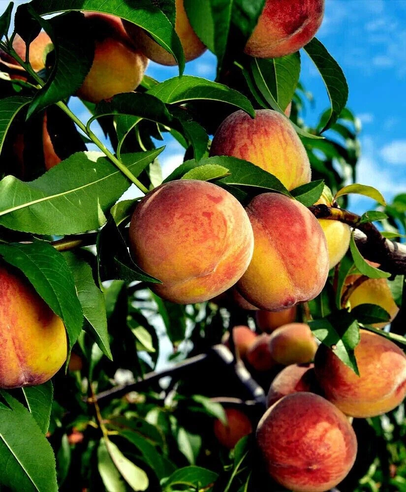 Yellow Peach Tree Cuttings – Unrooted 6–8 Inch Prunus persica Fruit Tree Propagation