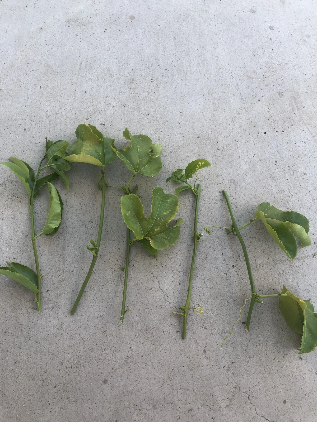 Passion Fruit Vine Cuttings – 5 Unrooted Passiflora edulis Tropical Climbing Plant for Garden & Container Growth