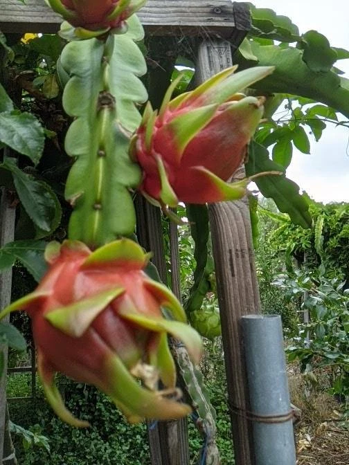 Red Dragon Fruit Cutting – Live Pitaya Cactus for Propagation, Tropical Climbing Fruit Plant, Selenicereus spp.