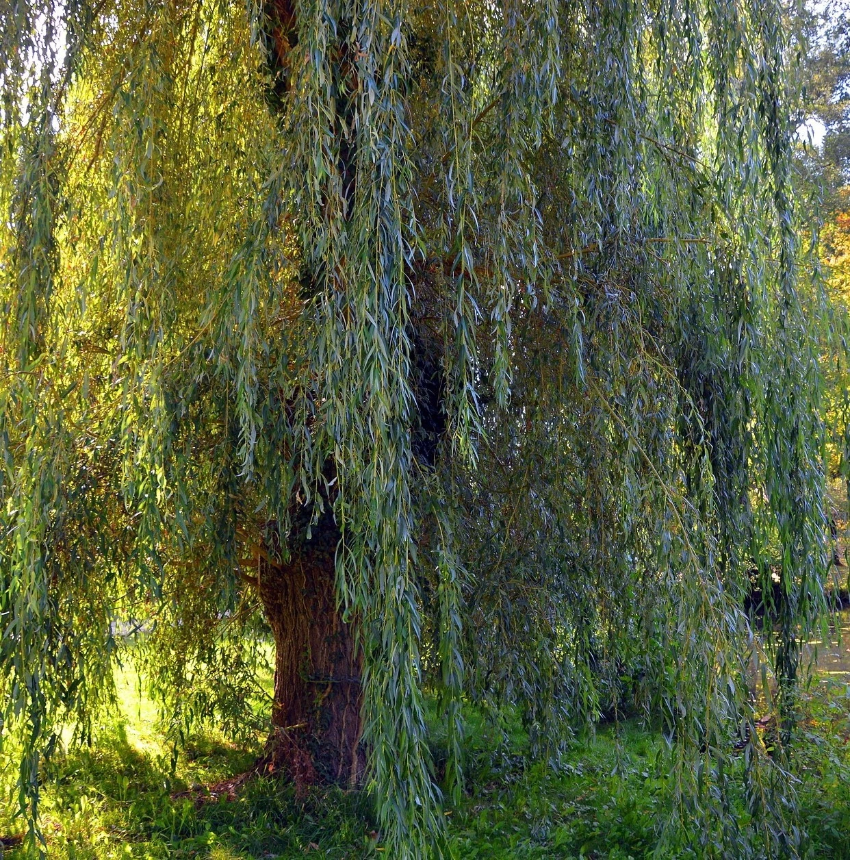 White Willow Cuttings – 20 Live Hardwood Salix Alba Cuttings 6–10 Inch for Outdoor Planting