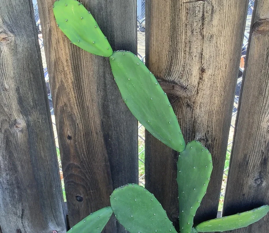 Prickly Pear Cactus Pads – 5 Unrooted Live Opuntia ficus-indica for Planting, Propagation, Containers, Warm Climates