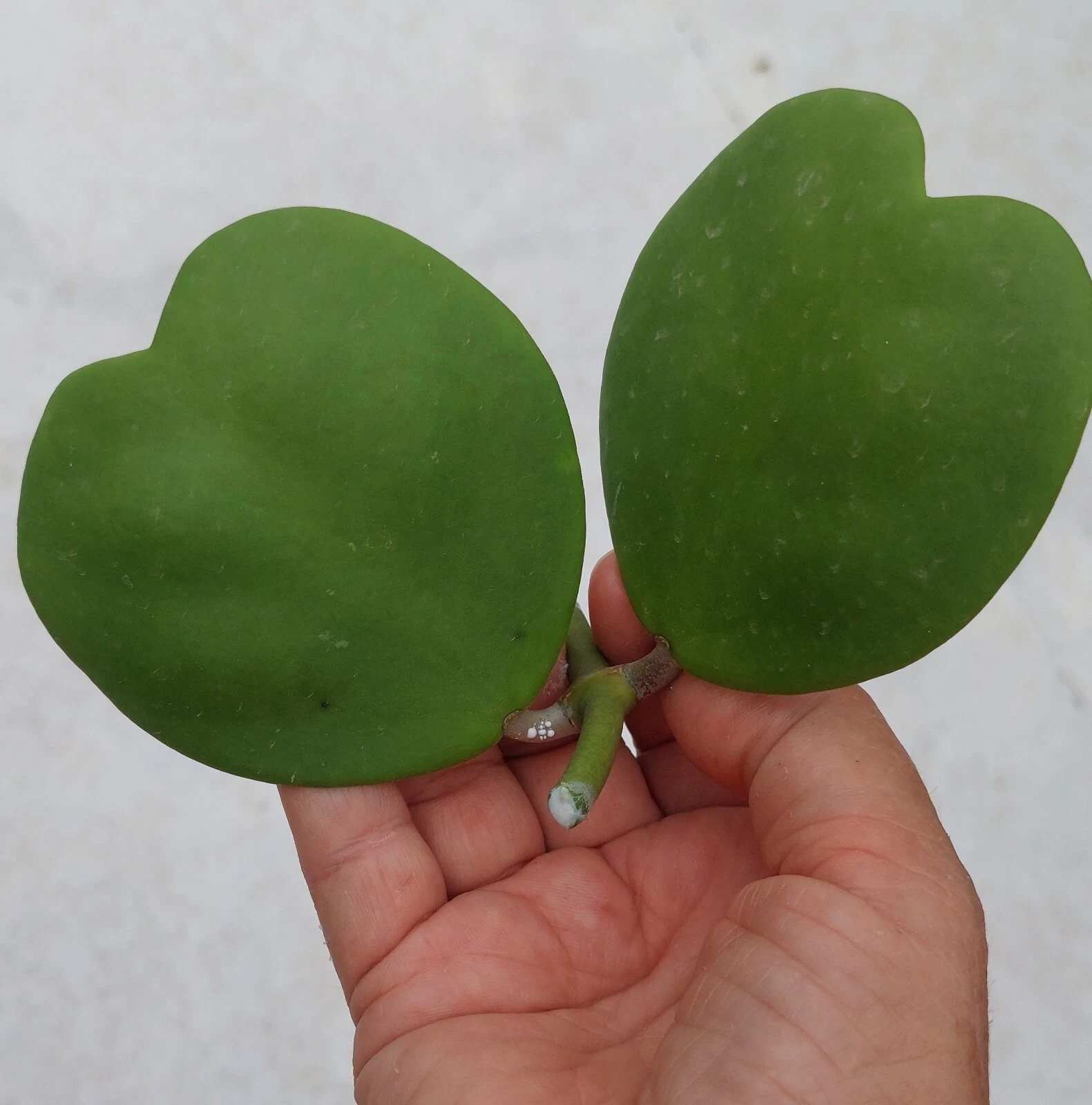Hoya Kerrii Heart-Shaped Vine Cutting, Unrooted Plant, 2 Leaves, 1 Node, Indoor Houseplant, Propagation Accessory