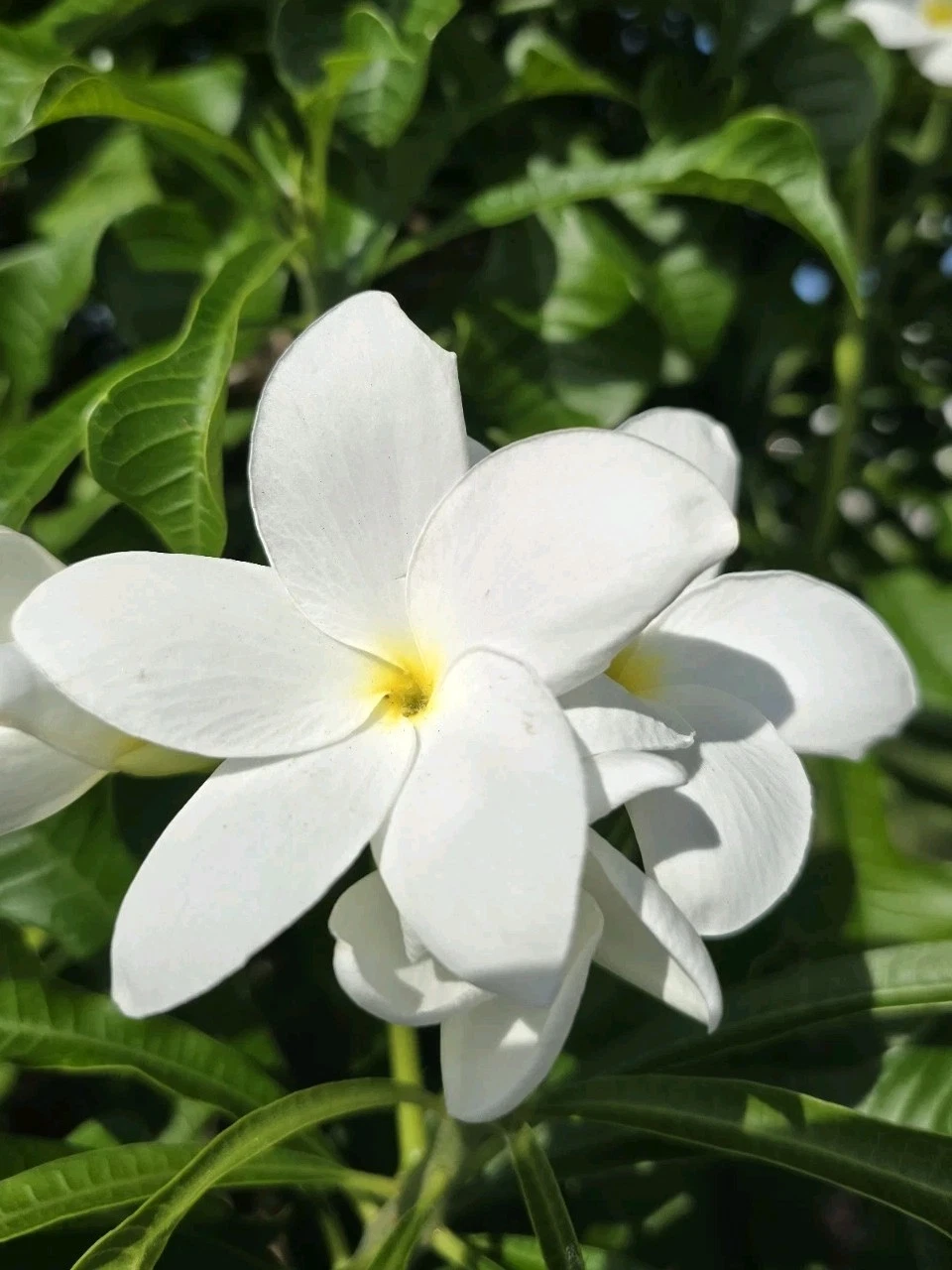 White Plumeria Cuttings – 4 Live Frangipani Unrooted Propagation Cuttings 8–12 Inches
