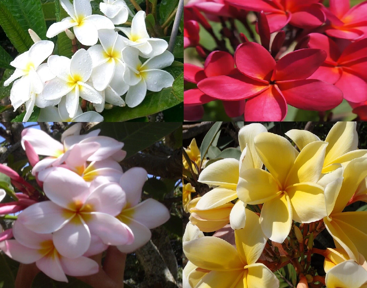 Hawaiian Plumeria Frangipani Cuttings Set of 4 Assorted Colors for Propagation - Tropical Flowering Plant