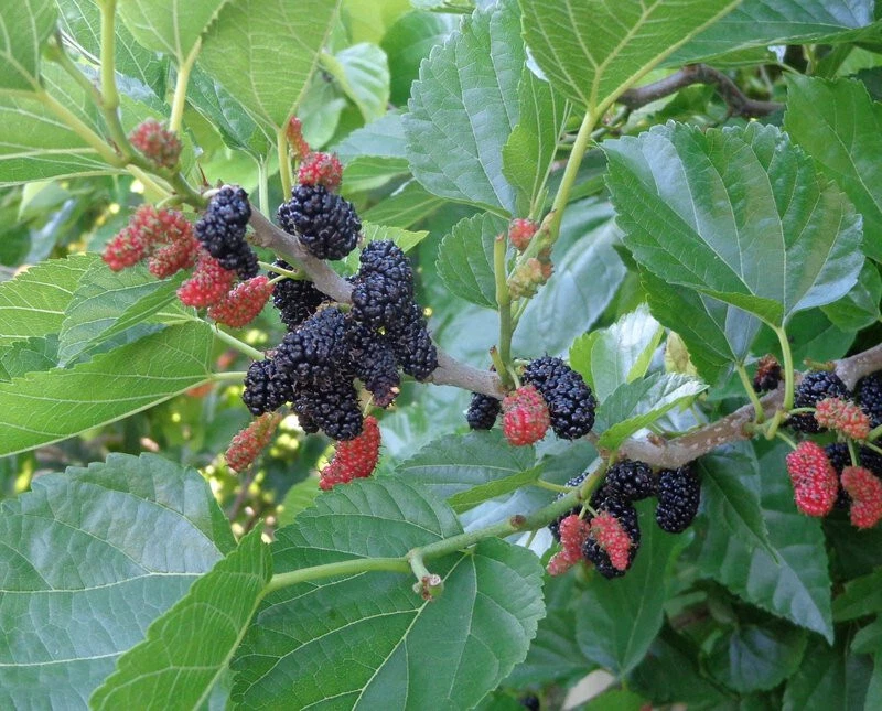 Contorted Mulberry Hardwood Cuttings – 3 Rooting or Grafting Morus Variety for Unique Twisted Branching