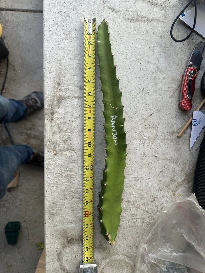 Rainbow Dragon Fruit Cutting – 10-15 Inch Unrooted Climbing Cactus, Pitaya, Hylocereus spp. for Propagation, Outdoor & Container Planting