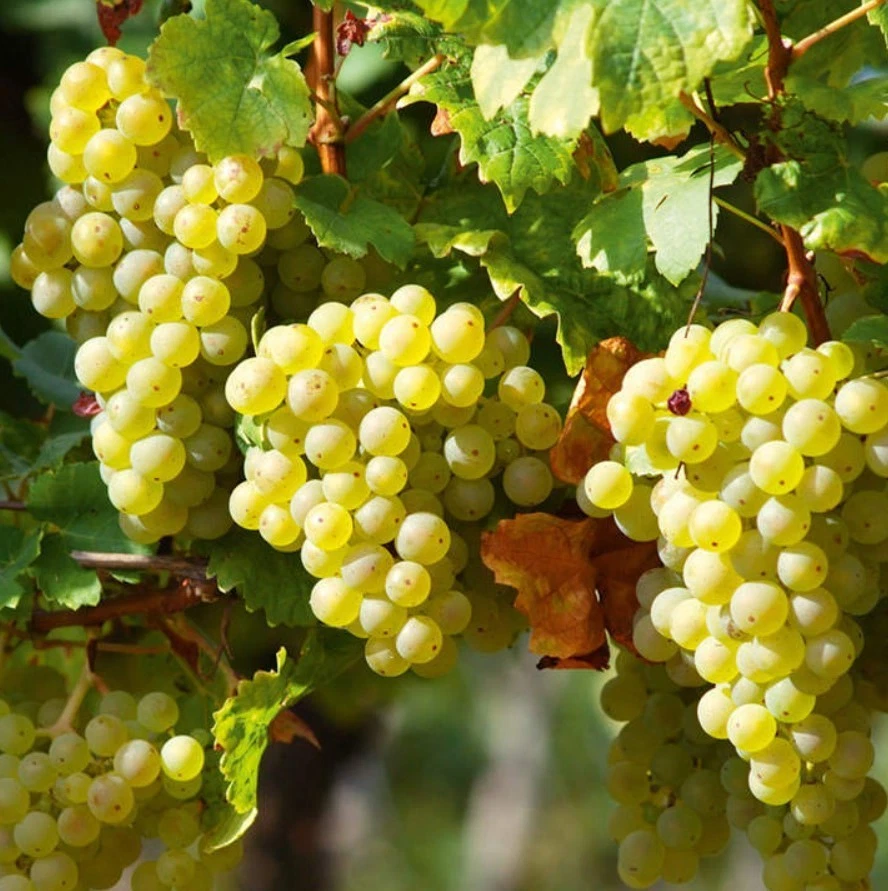 Elvira Grape Plant - Rooted Cutting 6-10 Inches Tall for Outdoor Trellises & Vineyards - Vitis labrusca 'Elvira'