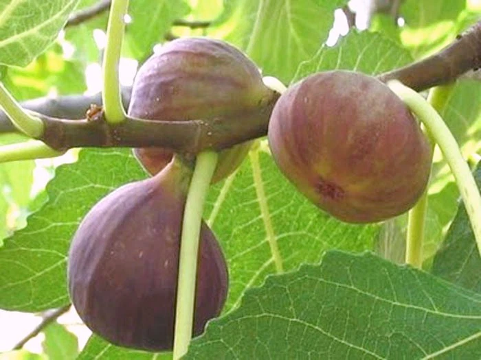 Brown Turkey Fig Tree Cuttings – 3 Live Unrooted Ficus carica Propagation Cuttings for Rooting and Grafting