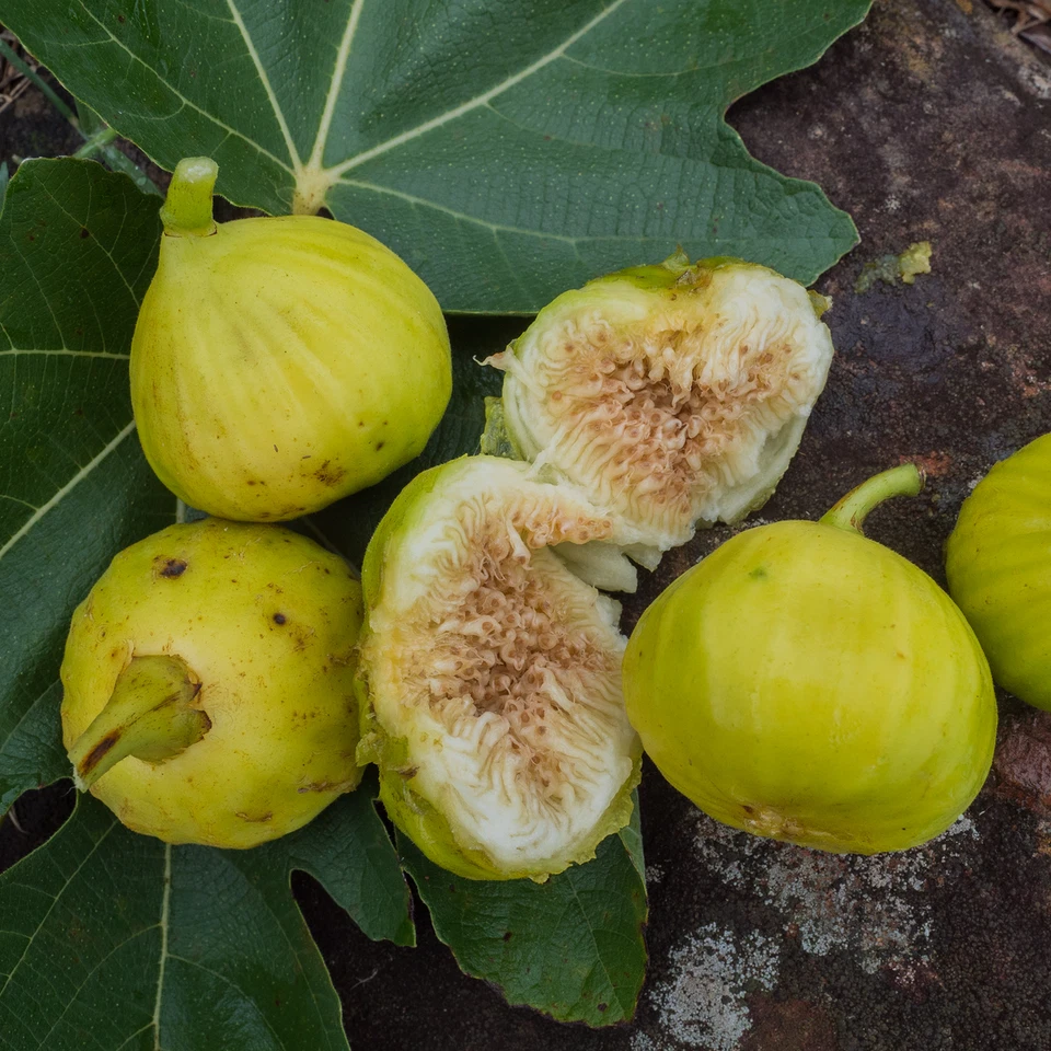 White Marseille Fig Cuttings – 2 Unrooted Ficus carica Fruit Tree Propagation Material
