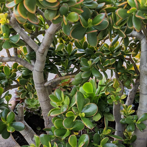 Crassula ovata Sunset Jade Plant Unrooted Cutting – Variegated Succulent Starter 3-6 Inches