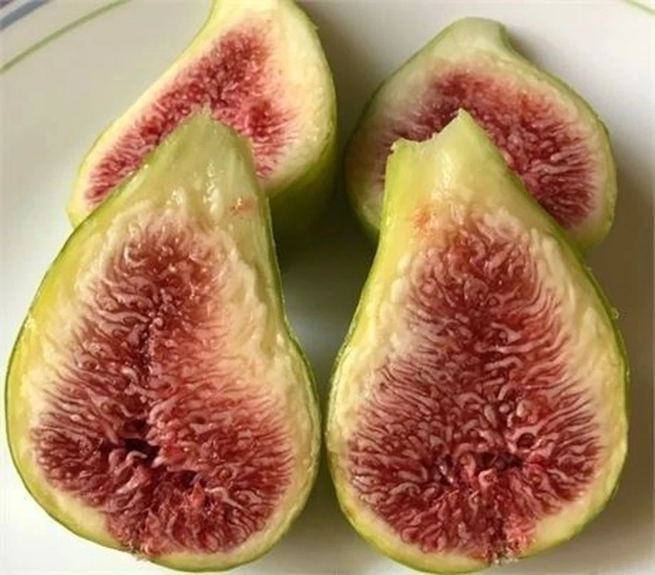 Fig Cuttings Bundle – 10 Varieties Ficus carica Unrooted Propagation Assorted Fruit Tree