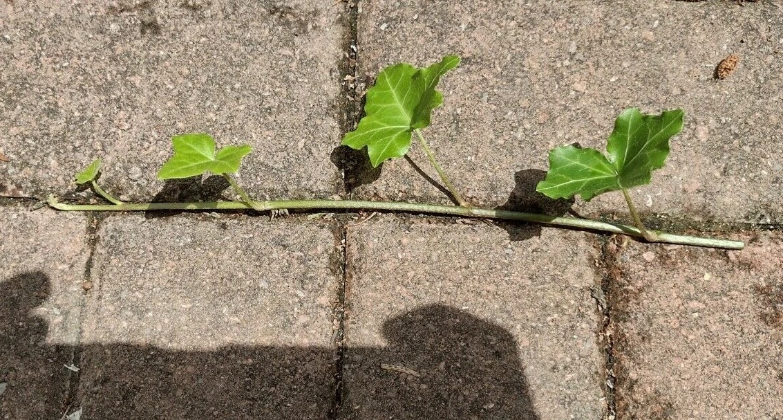 English Ivy Cuttings – 10 Live 6” Hedera helix Vines for Indoor and Outdoor Growing