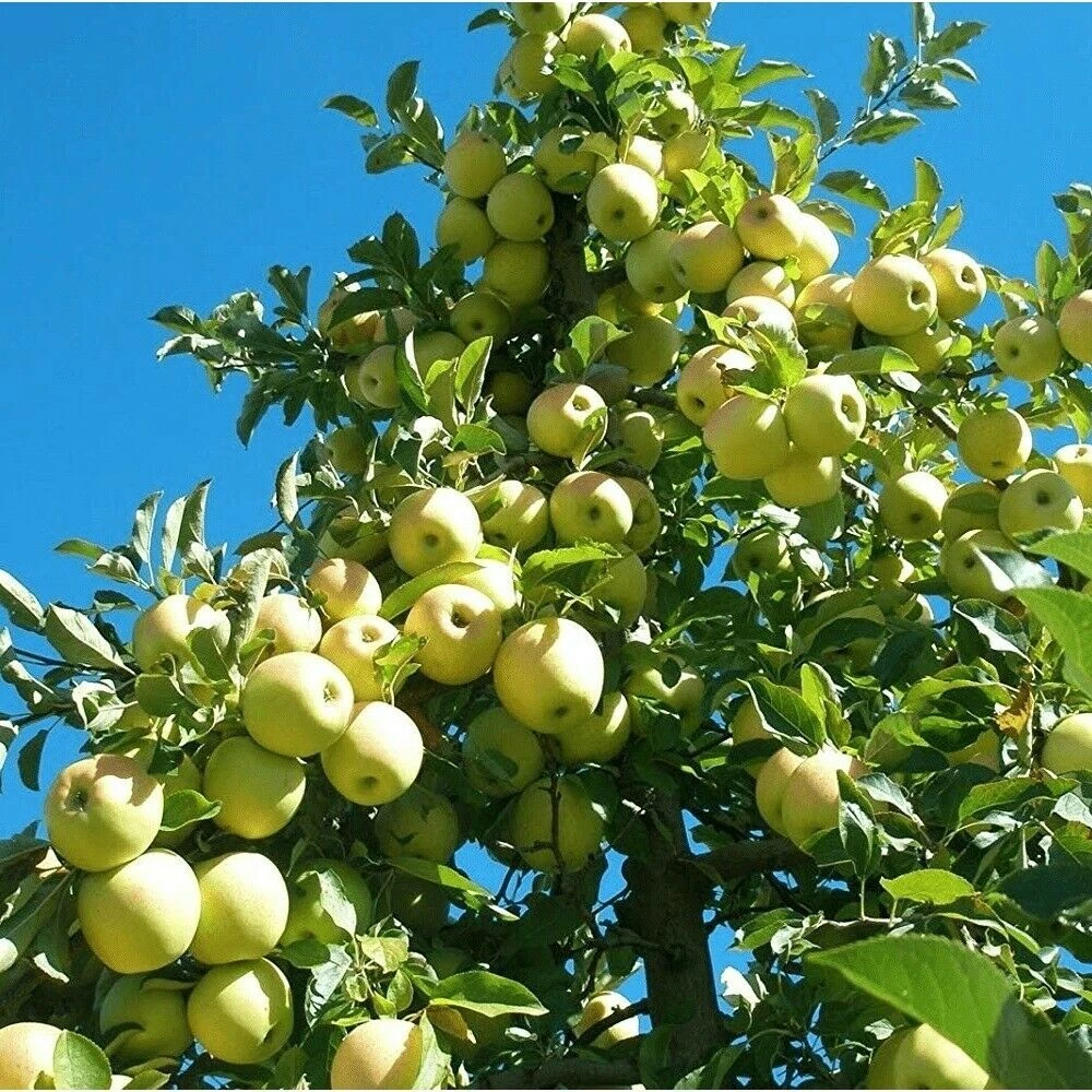 Golden Delicious Apple Scion Cuttings – 40 Unrooted Grafting Stems for Malus domestica Propagation