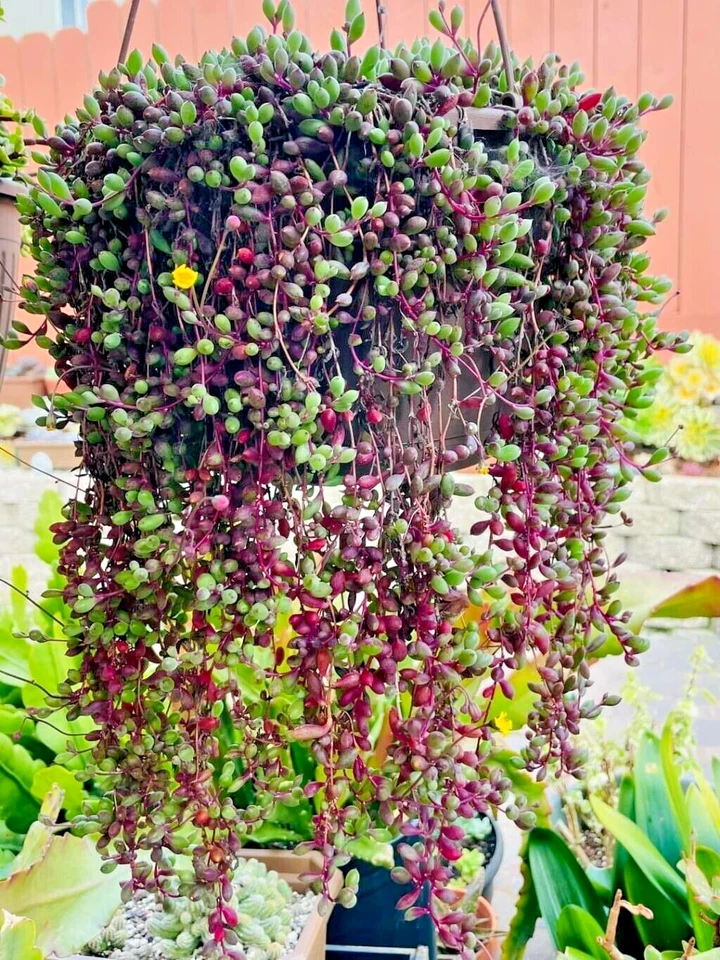 Succulent Seeds – Othonna capensis ‘Ruby Necklace’ Trailing Plant, Ornamental Succulent, Perennial, Bright Light, Indoor/Outdoor