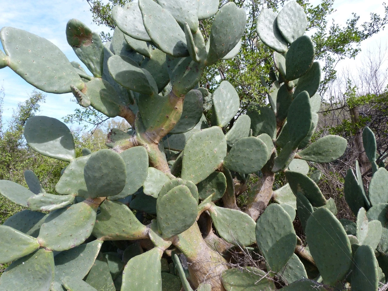 Rooted Tuna Roja Prickly Pear Cactus Pad | Opuntia ficus-indica Nopal Starter Plant for Desert Gardens