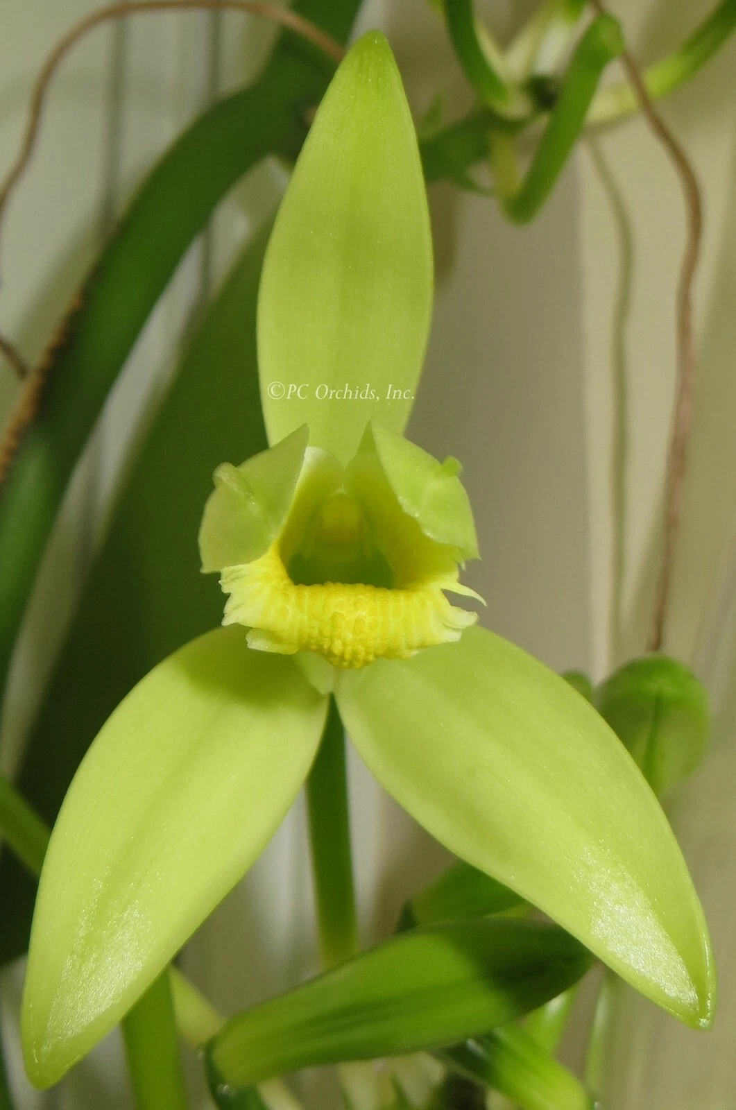 Vanilla Planifolia Cuttings – 12 Inch Orchid Vine Stem for Indoor & Outdoor Growing, Tropical Climbing Plant
