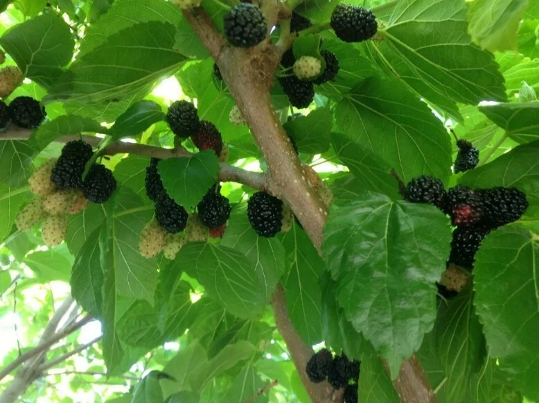 Black Mulberry ‘Shangri-La’ Cuttings – 10 Unrooted Cold Hardy Zone 6 Fruit Tree Cuttings