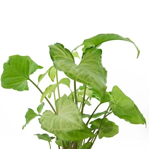 Arrowhead Plant Pack – 2 Live Rooted Syngonium podophyllum Houseplants, Mixed Foliage, Tropical Indoor Plants