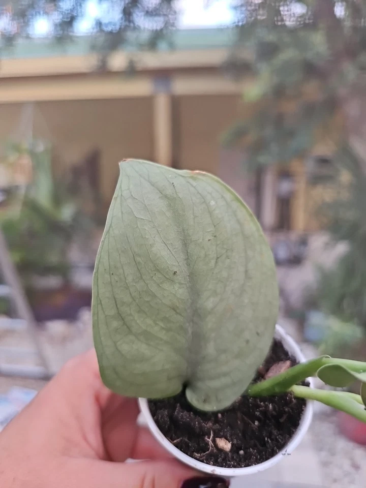 Rooted Scindapsus Platinum Java Silver Hero Houseplant in 2.5" Pot, Silver Leaf Aroid, Easy-Care Indoor Plant