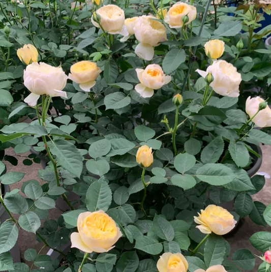 Chirp Chinese Shrub Rose Cuttings – 3 Unrooted Garden Rose Stems for Rooting and Grafting, Pink/Red Blooms, Rosa spp.