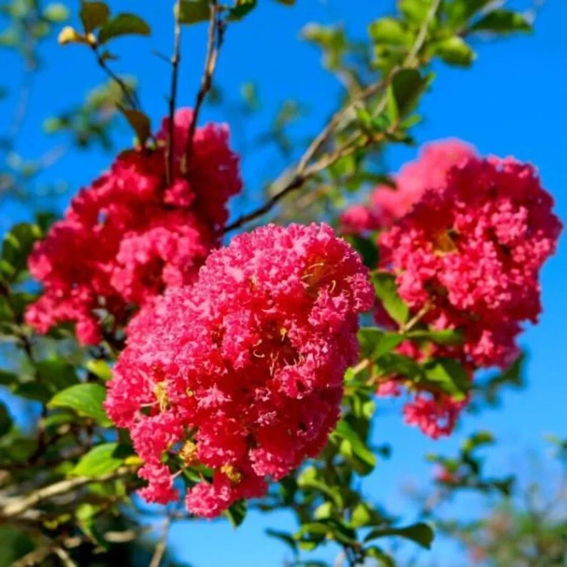 8 Pink Crape Myrtle Cuttings – Heirloom Deep Pink Lagerstroemia for Propagation, Unrooted Stems 6–10 Inches