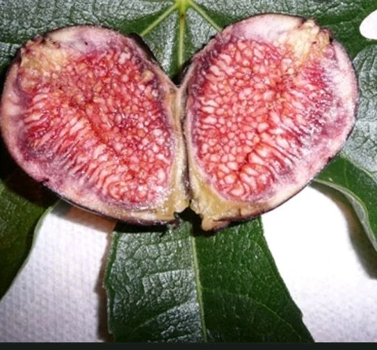 Violette de Bordeaux Fig Cutting – Hardy Ficus carica Hardwood Propagation for Garden or Container