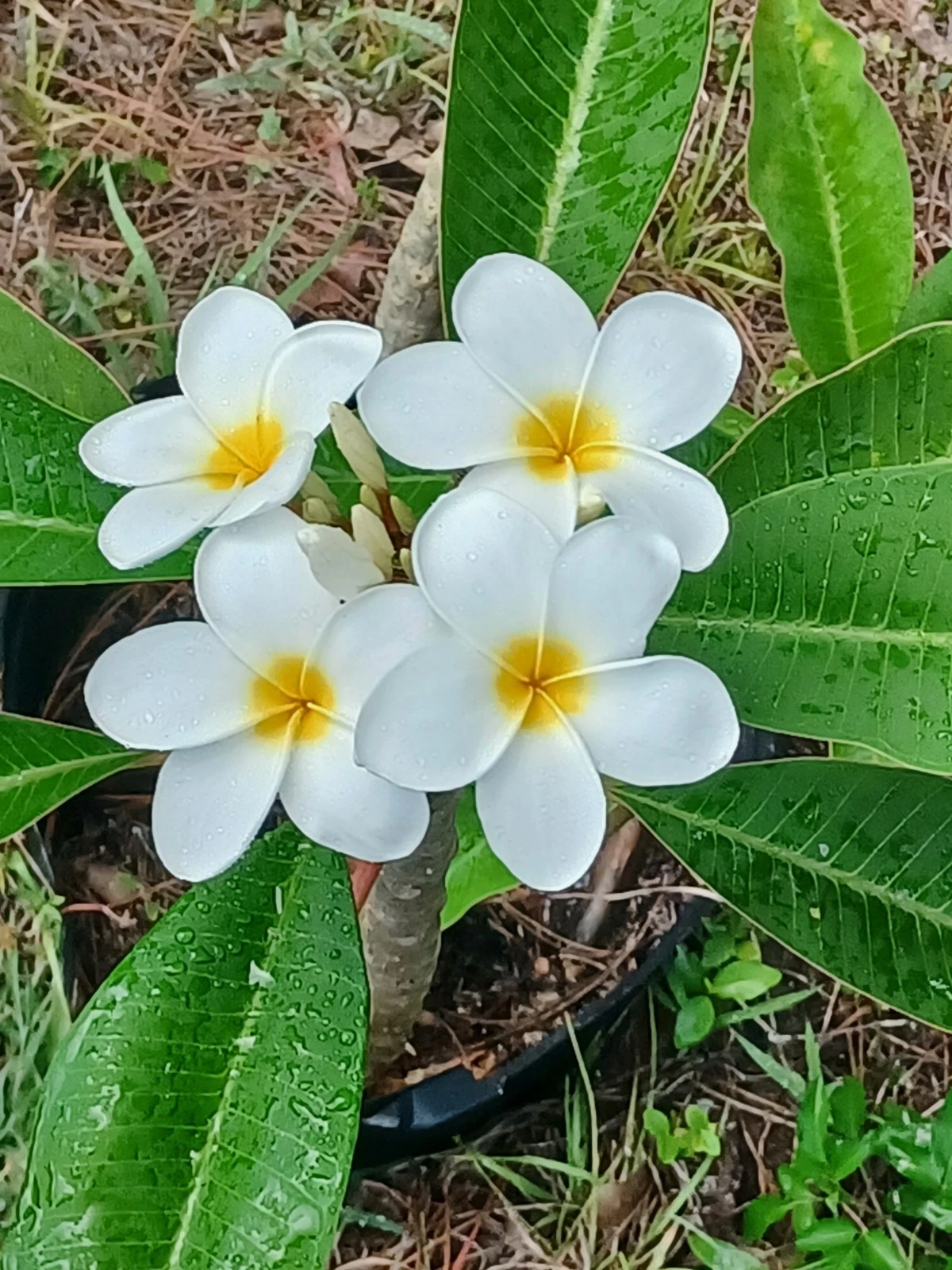 Unrooted Plumeria Cuttings for Propagation – Tropical Frangipani Flower Color as Shown, Live Plant Material