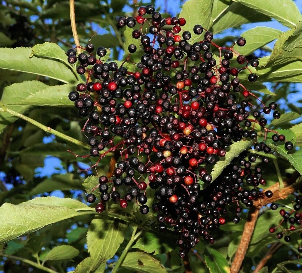 Elderberry Cuttings 10 Unrooted Sambucus spp. Wild Type for Propagation and Garden Growing