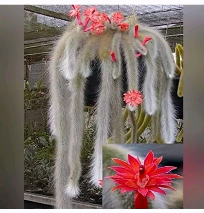 Monkey Tail Cactus Cutting 8 Inch Trailing Succulent Plant Cleistocactus winteri