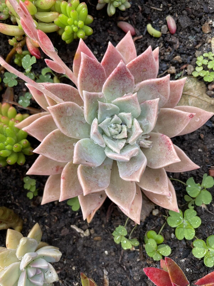 Graptopetalum paraguayense Blue Haze Succulent Plant - Ghost Plant Starter - Bare-Root Rosette Succulent