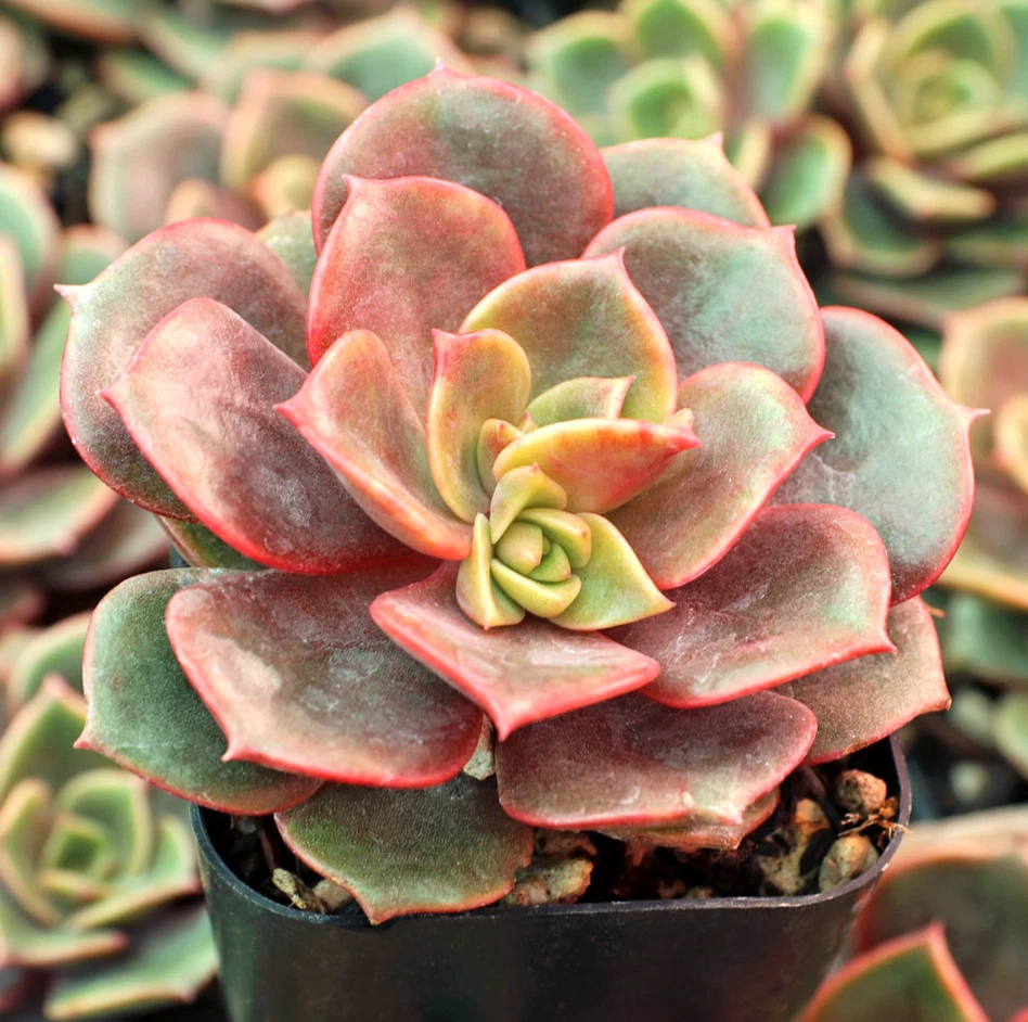 Echeveria Vampire Red Ball Succulent Live Plant – 2 Inch Potted Red Foliage, Indoor & Outdoor Cactus Rosette