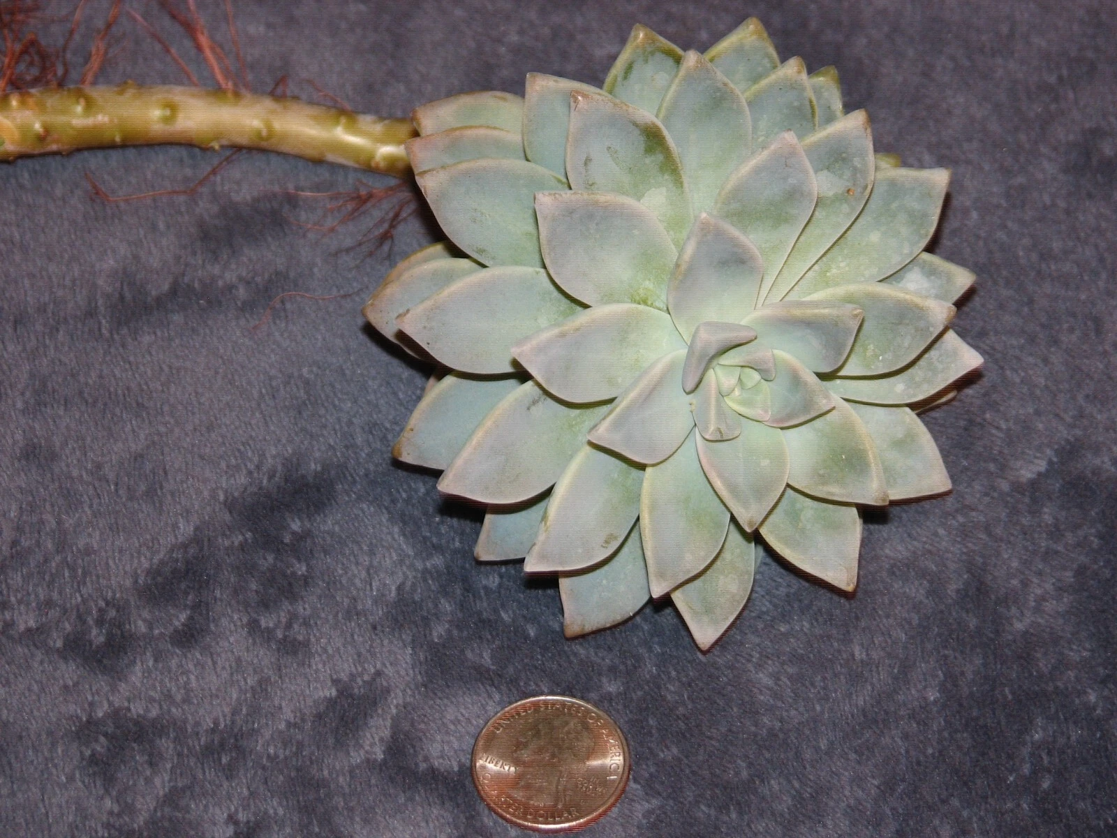 Graptopetalum paraguayense Succulent Cutting – Live Unrooted Ghost Plant Starter for Propagation, Rosette Foliage, Pale Green to Silvery Gray
