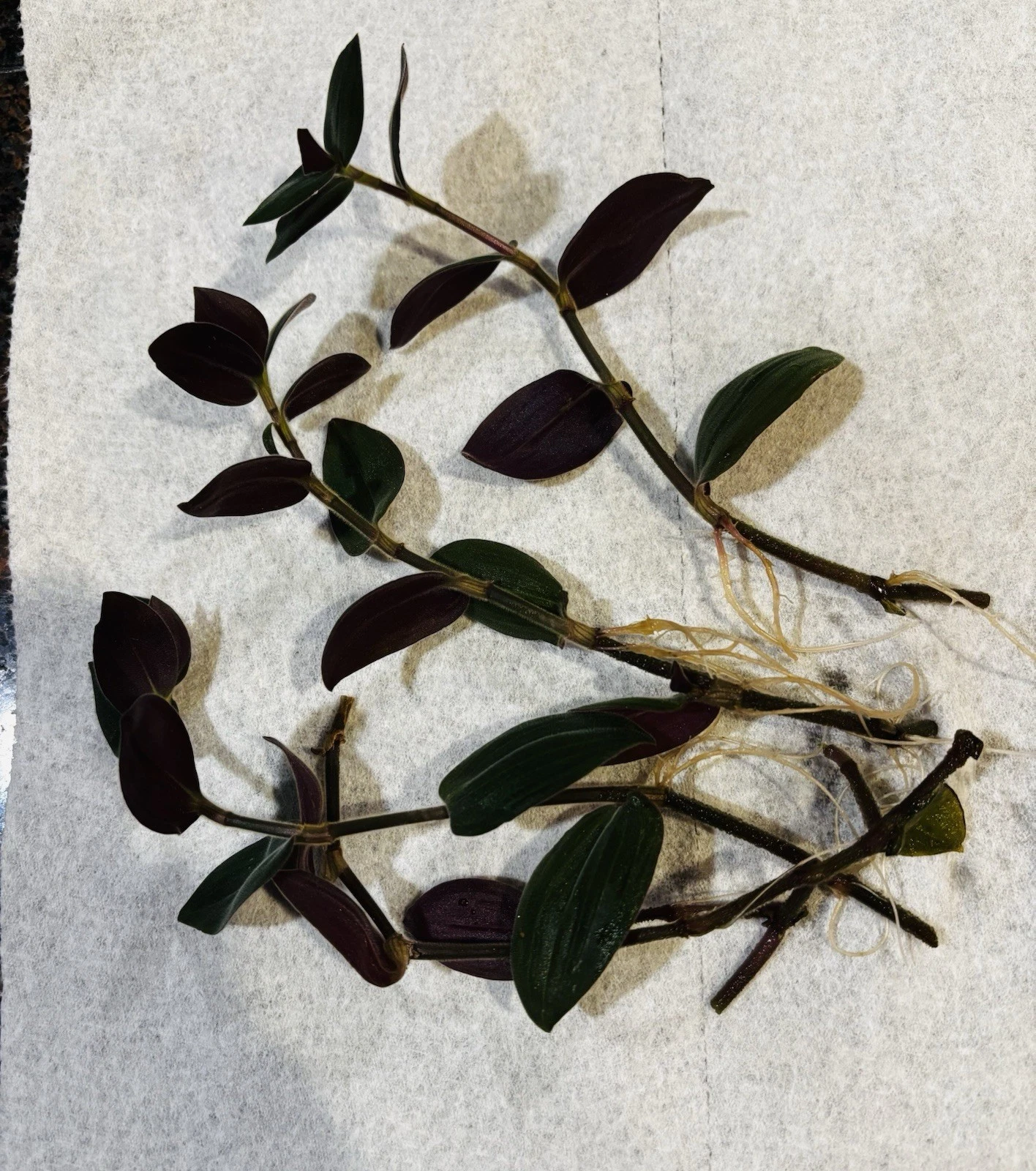 Wandering Jew Houseplant Rooted Cuttings - 4 Tradescantia Zebrina Cuttings 6 Inches Long Purple Trailing Plant