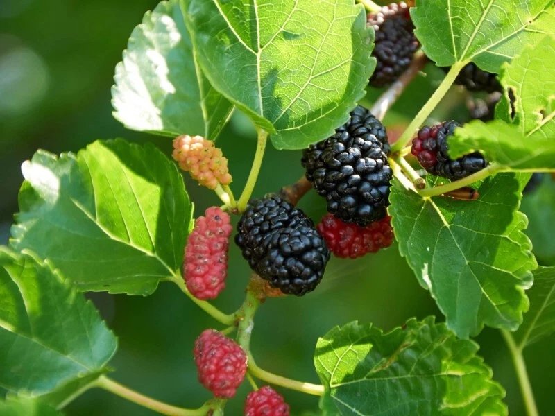 Dwarf Everbearing Mulberry Cuttings – 20+ Live Morus spp. Fruit Tree Propagation Material